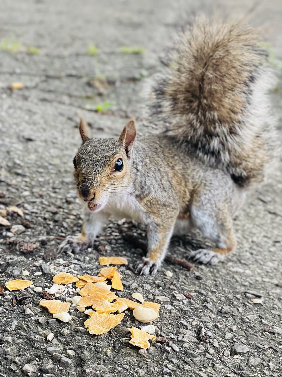 MeezerCats's tweet image. Went on a bike ride and visited (and fed) the squirrels.
They are getting quite used to me now 🐿️