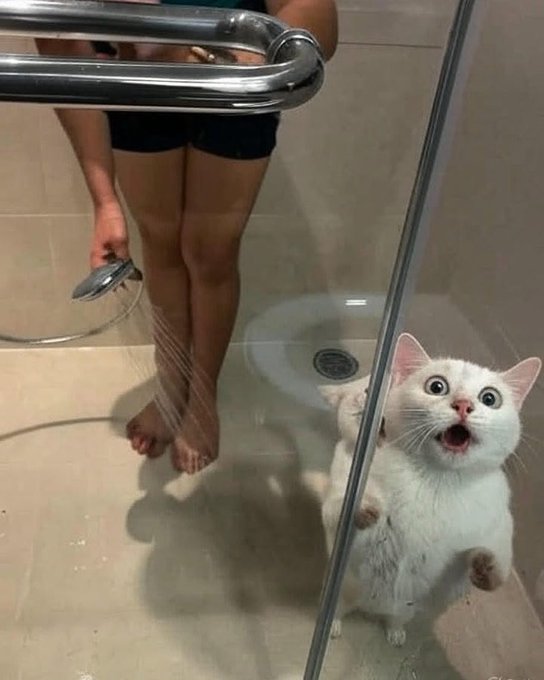 CatHaven13's tweet image. Help me