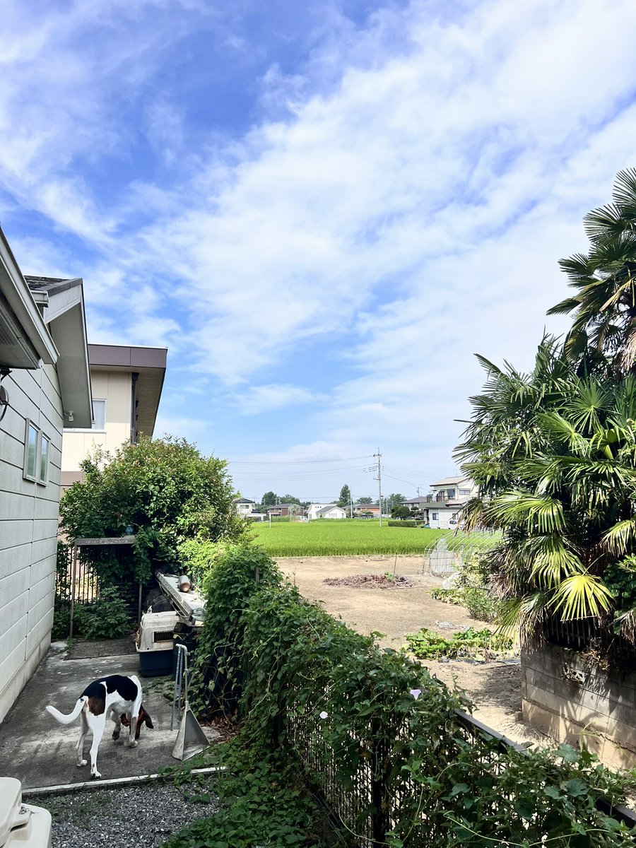 HowaSeiki's tweet image. おはよう晴れ🌞