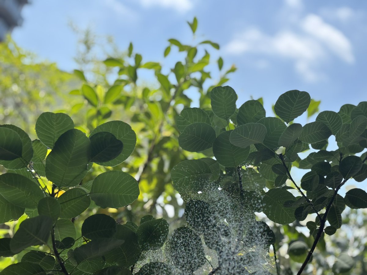michiyo_tsubo's tweet image. 朝イチのお水まき爽やか🌿
それにしても気候変動のスピードに植物たちはついていけるのか。
試行錯誤しながら育てています。
葉っぱたち踏ん張ってくれー!
皆様も実りある日曜日を👊