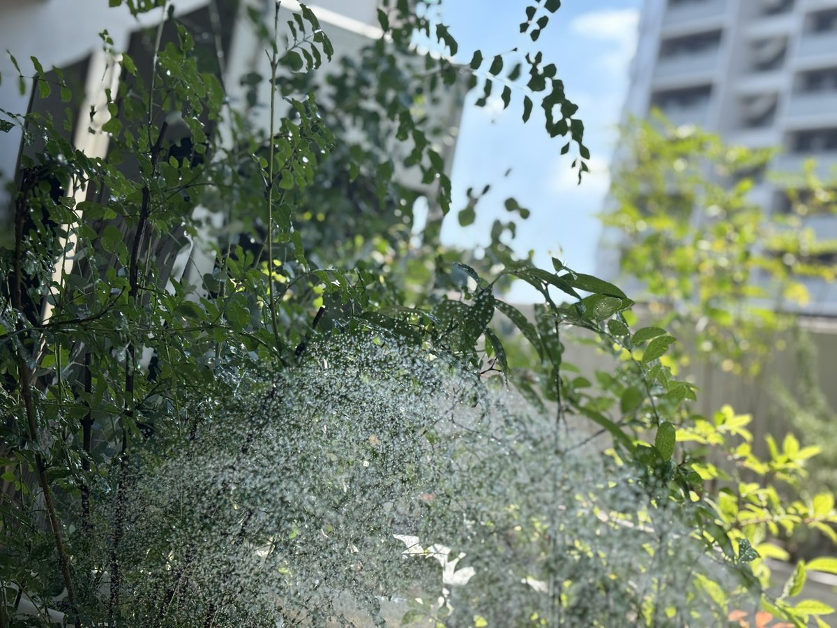 michiyo_tsubo's tweet image. 朝イチのお水まき爽やか🌿
それにしても気候変動のスピードに植物たちはついていけるのか。
試行錯誤しながら育てています。
葉っぱたち踏ん張ってくれー!
皆様も実りある日曜日を👊
