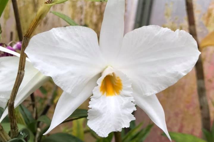 ConfidentialUn's tweet image. Dendrobuim infundibulum

#orchids #plants