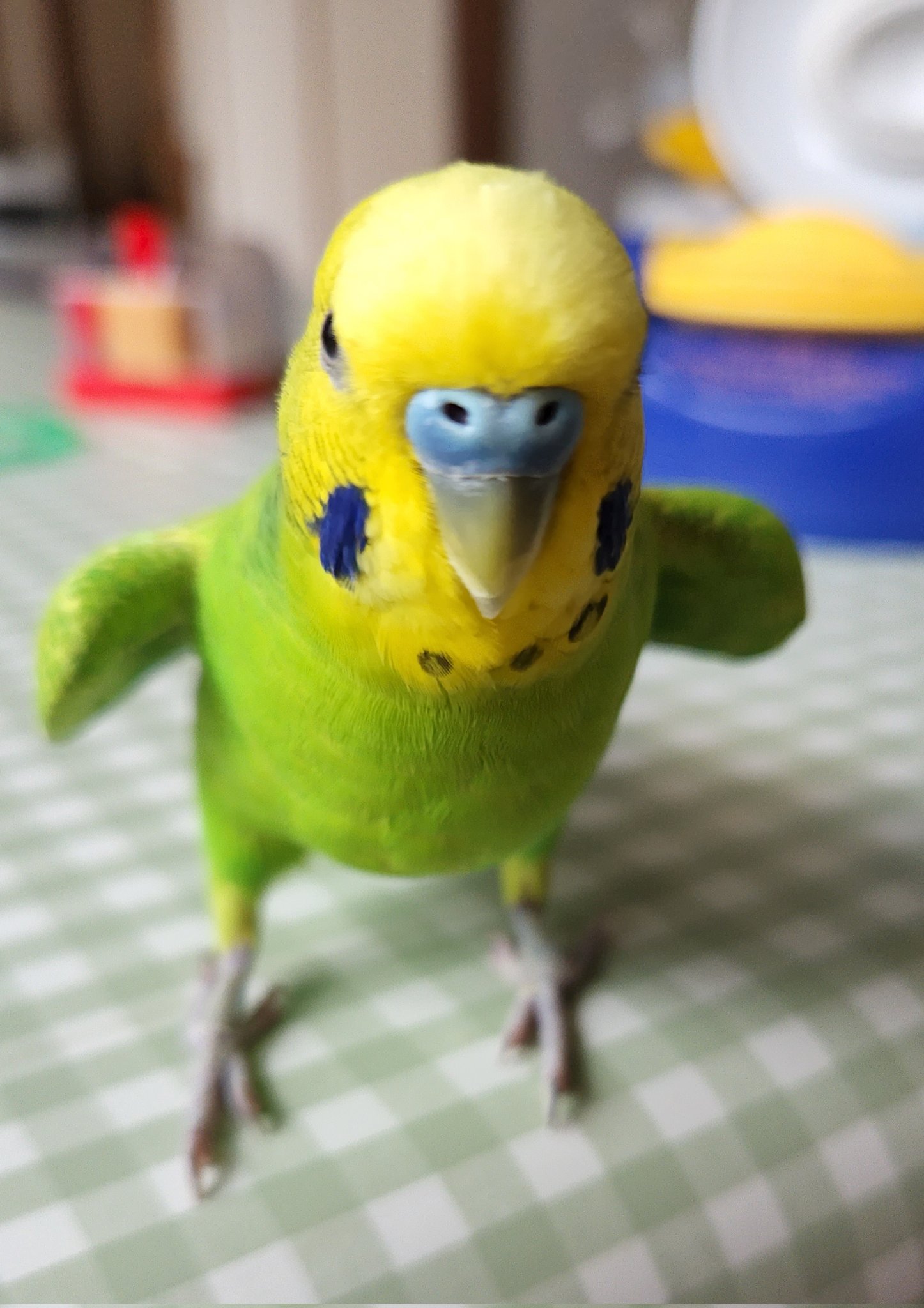 金運インコ sekisei az on X: 