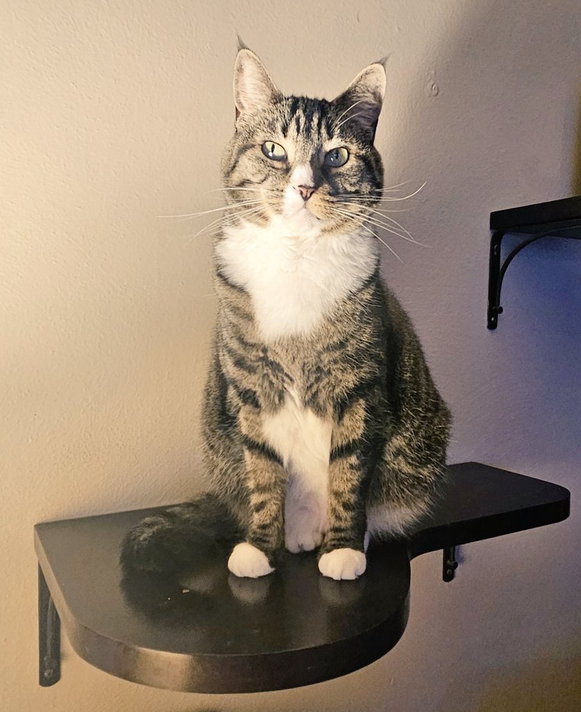 EdFatherOfCats's tweet image. Annabelle Leigh is of the cat she perches behind me. ❤️❤️❤️❤️