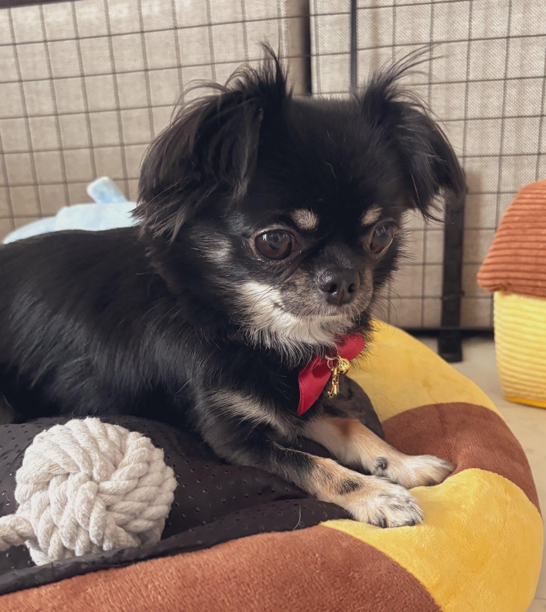 うちの犬ちゃん(ちわわ) on X: 