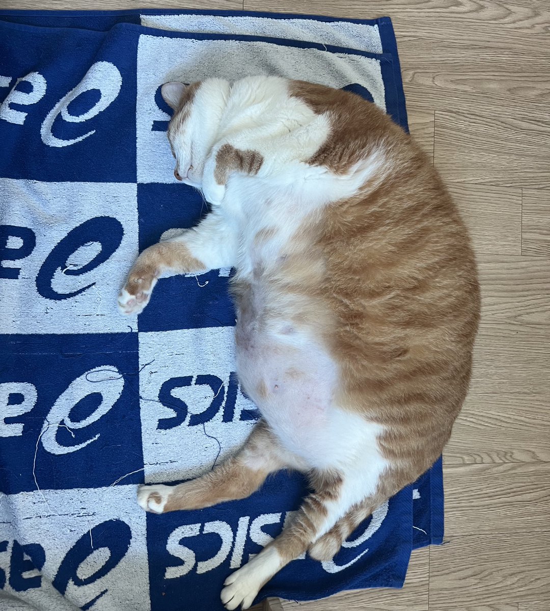 geumdong103's tweet image. 오랜만에 누나 방에서 같이 잔 금동이