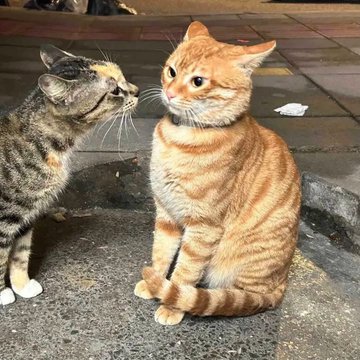 CatHaven13's tweet image. First kiss