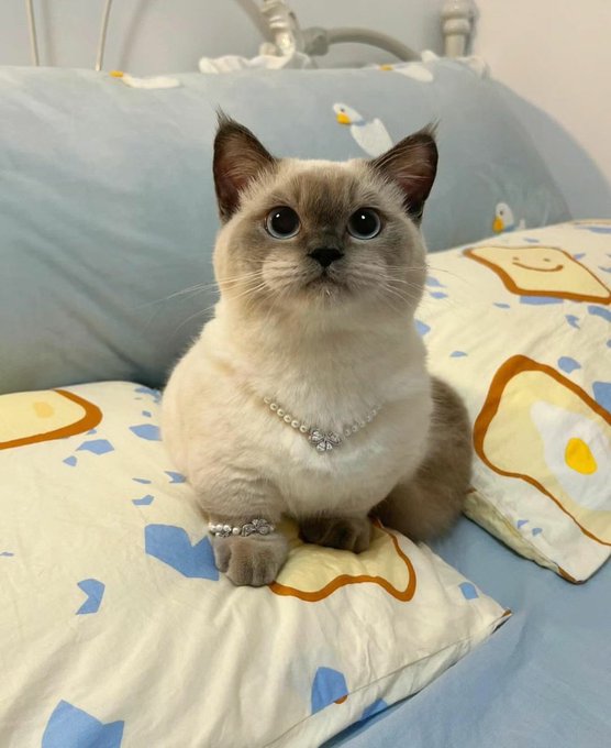 CatHaven13's tweet image. 