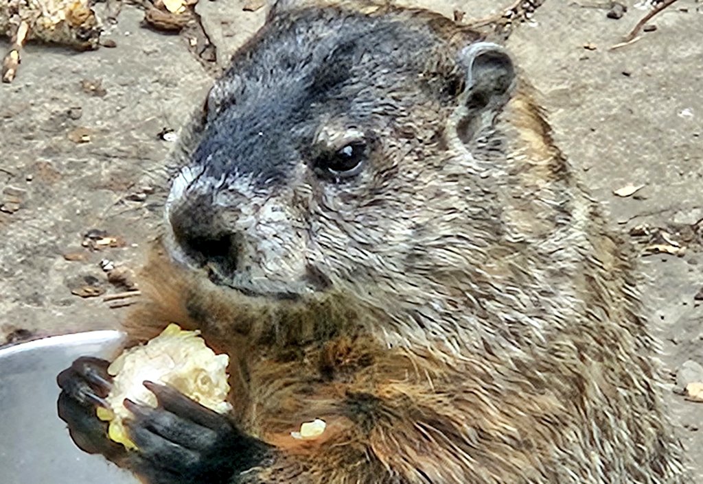 EdFatherOfCats's tweet image. One of my woodchucks enjoying cooked corn in the cob!! Just try taking it from him!!