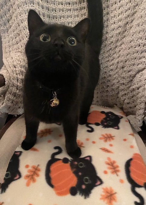 CatHaven13's tweet image. She&apos;s excited because she matches her new blankie