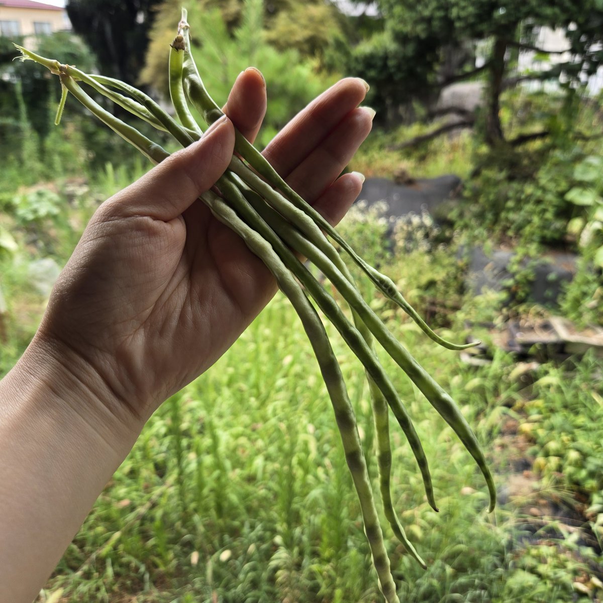 SaeCue's tweet photo. #三尺ささげ ☀️
数日振りに見たら…
またダラリと垂れ下がってた✂️
#ささげ #longbeans #beans https://t.co/Q1OgZDst0z