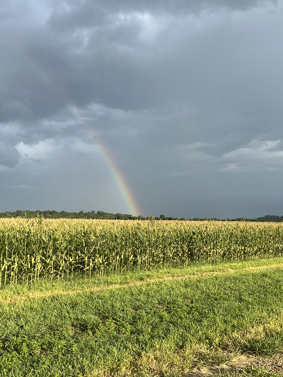 baldpathologist's tweet image. Just beat the rain at the last hybrid trial for the day