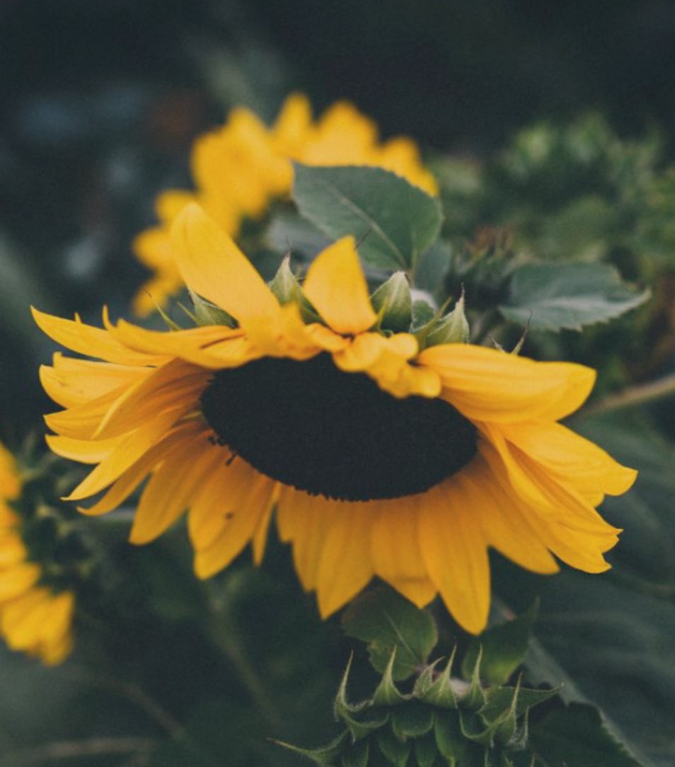 Being Selective 
Of your time, attention, 
acceptance or boundaries, integrity, goals, plans is Beautiful 

If you knew exactly how
Unique you are, you would fall at your own feet

#Beauty ♥️
#Sunflowers 
#positivity