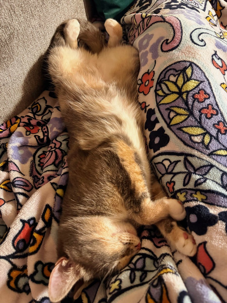 DaveEDanna's tweet image. Goodnight from peaches 🍑