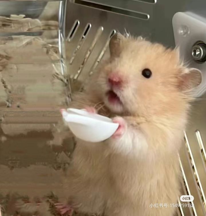 Tweets Of Hamster tweet media