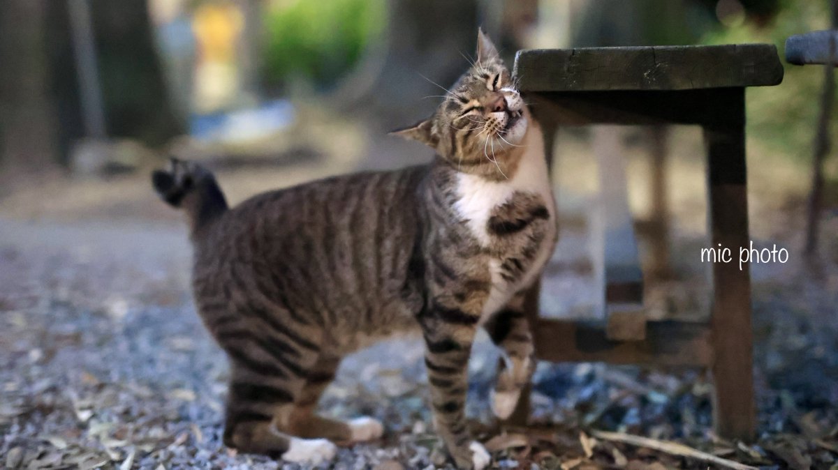 mic19951010's tweet image. 今日のにゃんこ達🐈 2025/7/27
#photography
#ファインダー越しの私の世界 
#キリトリセカイ