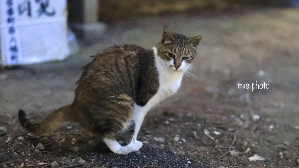 mic19951010's tweet image. 今日のにゃんこ達🐈 2025/7/27
#photography
#ファインダー越しの私の世界 
#キリトリセカイ