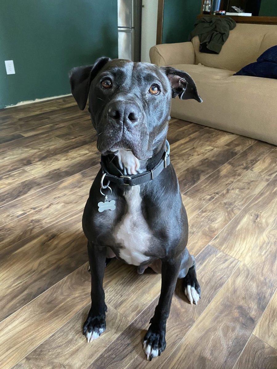 thebeediary's tweet image. One of my old friends from the Navy reached out to me to see if I could find a home for a Doggy. He is a hyper big boy and very sweet as long as he’s the only Dog and if he doesn’t find a home he will be euthanized…
She’s willing to ship him wherever. No cost. Plz Share