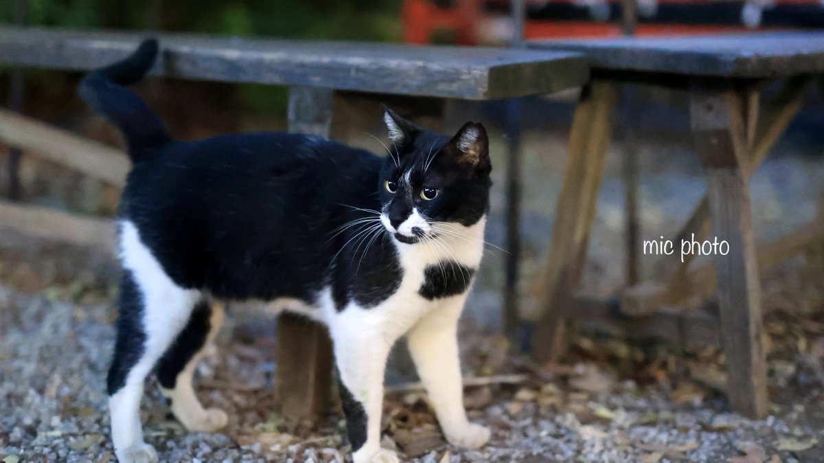 mic19951010's tweet image. 今日のにゃんこ達🐈 2025/7/27
#photography
#ファインダー越しの私の世界 
#キリトリセカイ