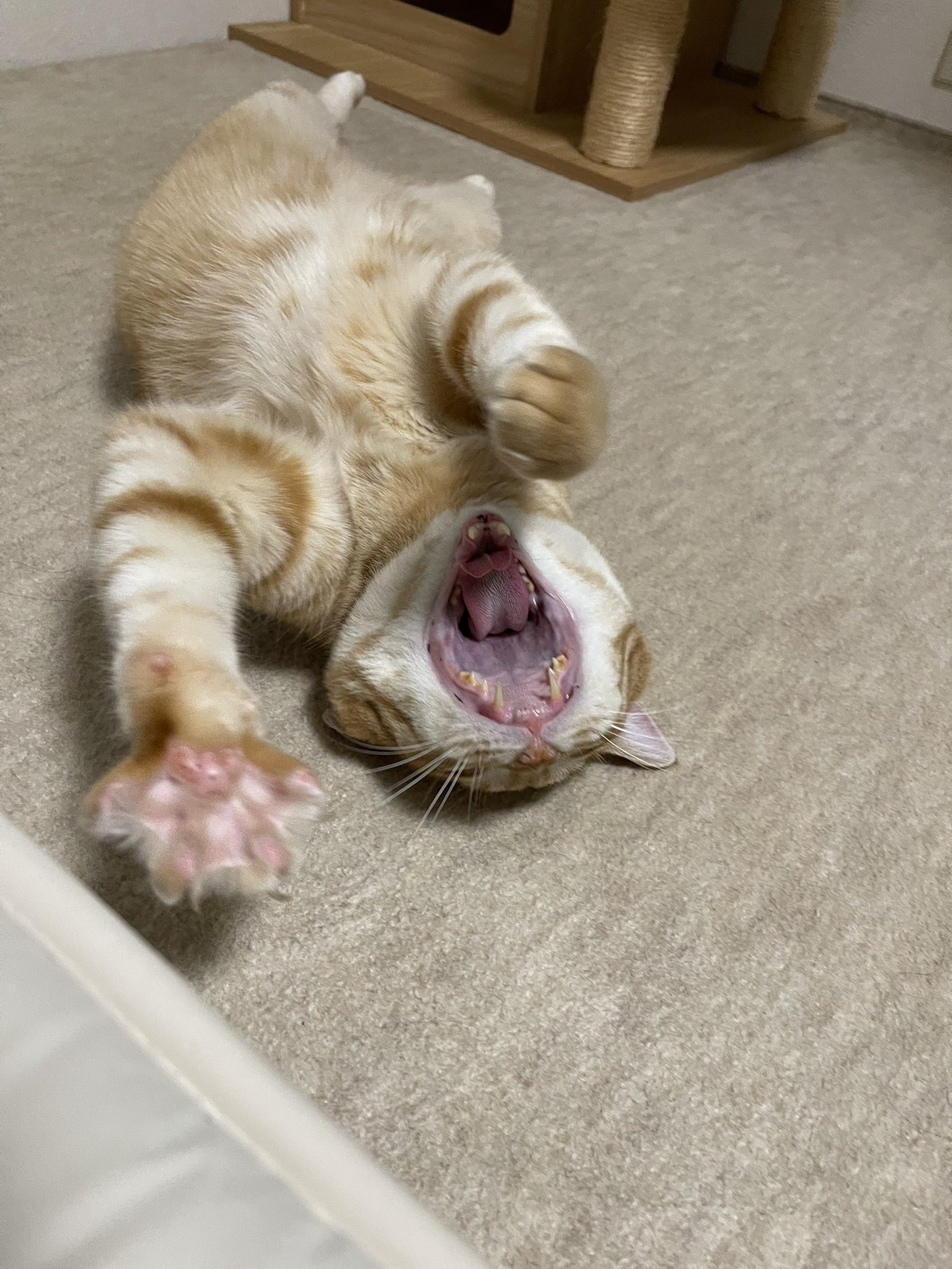 専用ページ ♡みっちー♡様 Z2ミラー 入荷しました！ - One'S&Mのブログ♪