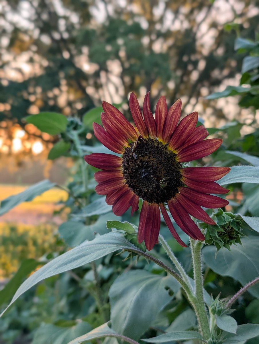 Natdavewilliams's tweet image. The kids planted two kinds of sunflowers. Both are tall and beautiful. Which do you prefer?