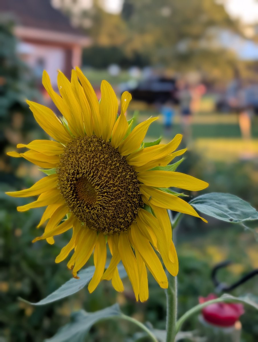Natdavewilliams's tweet image. The kids planted two kinds of sunflowers. Both are tall and beautiful. Which do you prefer?