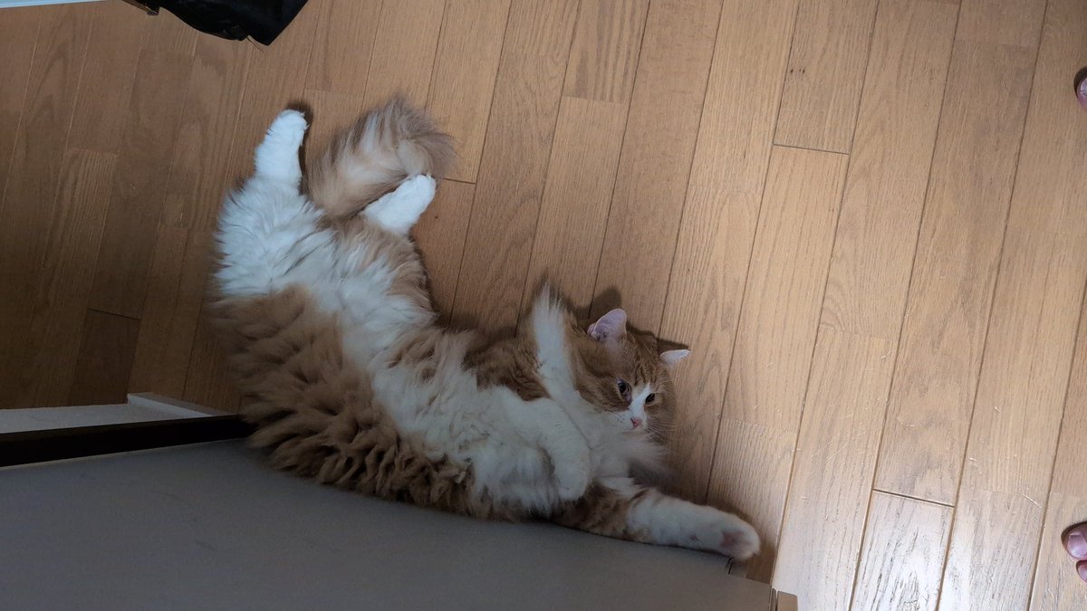 nekotate222's tweet image. おはようございます☀30℃
本日もよろしくお願いいたします〜🐈🐈‍⬛