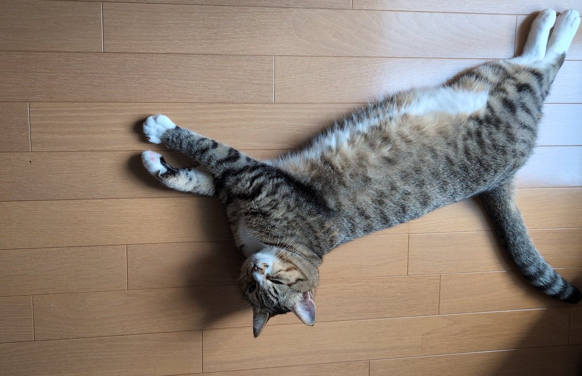 nekotate222's tweet image. おはようございます☀30℃
本日もよろしくお願いいたします〜🐈🐈‍⬛