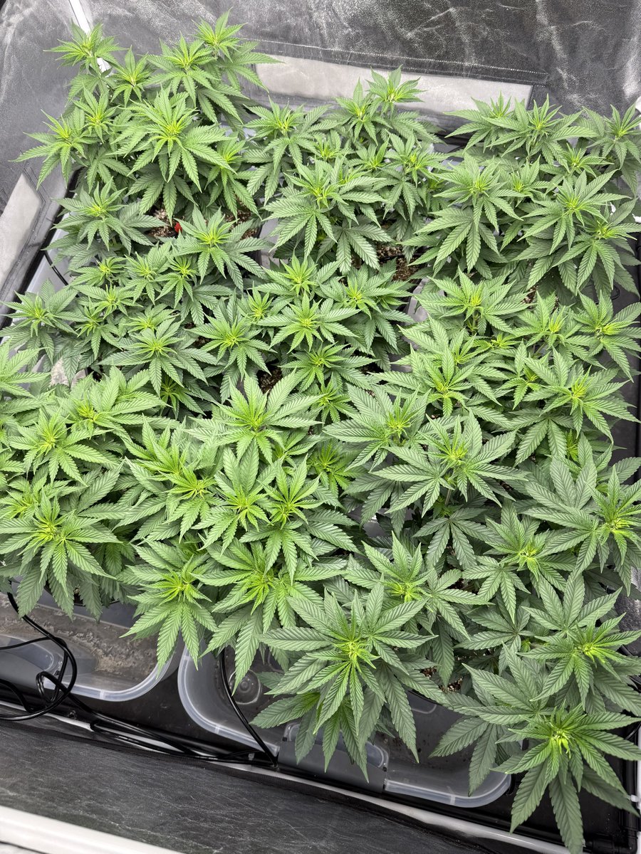 SendNutes's tweet image. Blurricane. Day 5