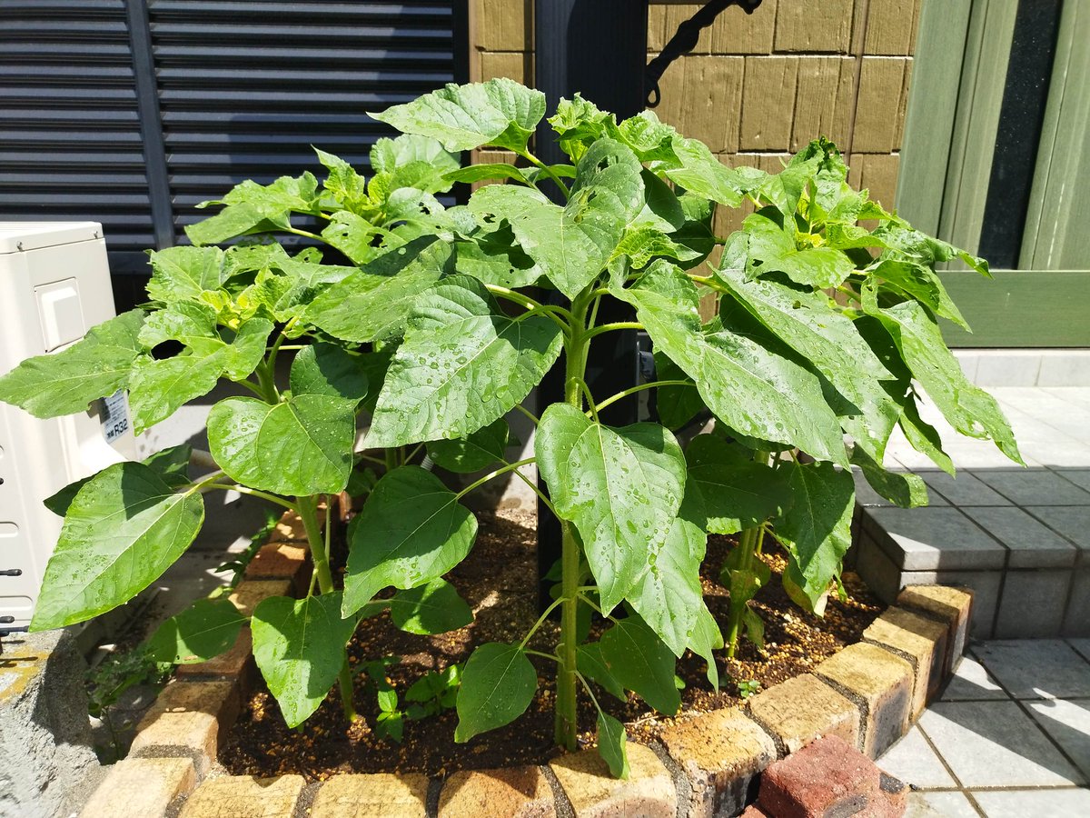 ひまわり日記🌻
種まきからおよそ１か月で花壇がジャングルのようになってしまいました！すごっ😲
成長過程をどぞっ。