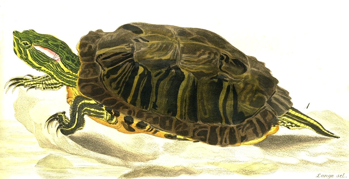 KarlBodmer's tweet image. Painting of Trachemys scripta elegans (Wied) wikiart.org/en/karl-bodmer…