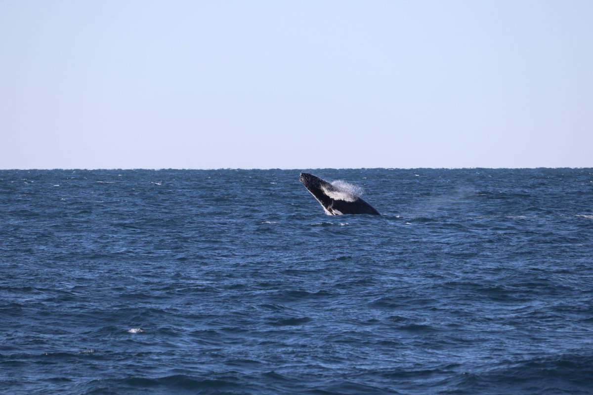 YoungEndeavour1's tweet image. ⚓Captain's Log V13/25 - Day 02
"The whale migration is in full swing and the crew were treated to a family of three whales conducting synchronised jumps during the forenoon today."
💻Full Captains Log on our Website.