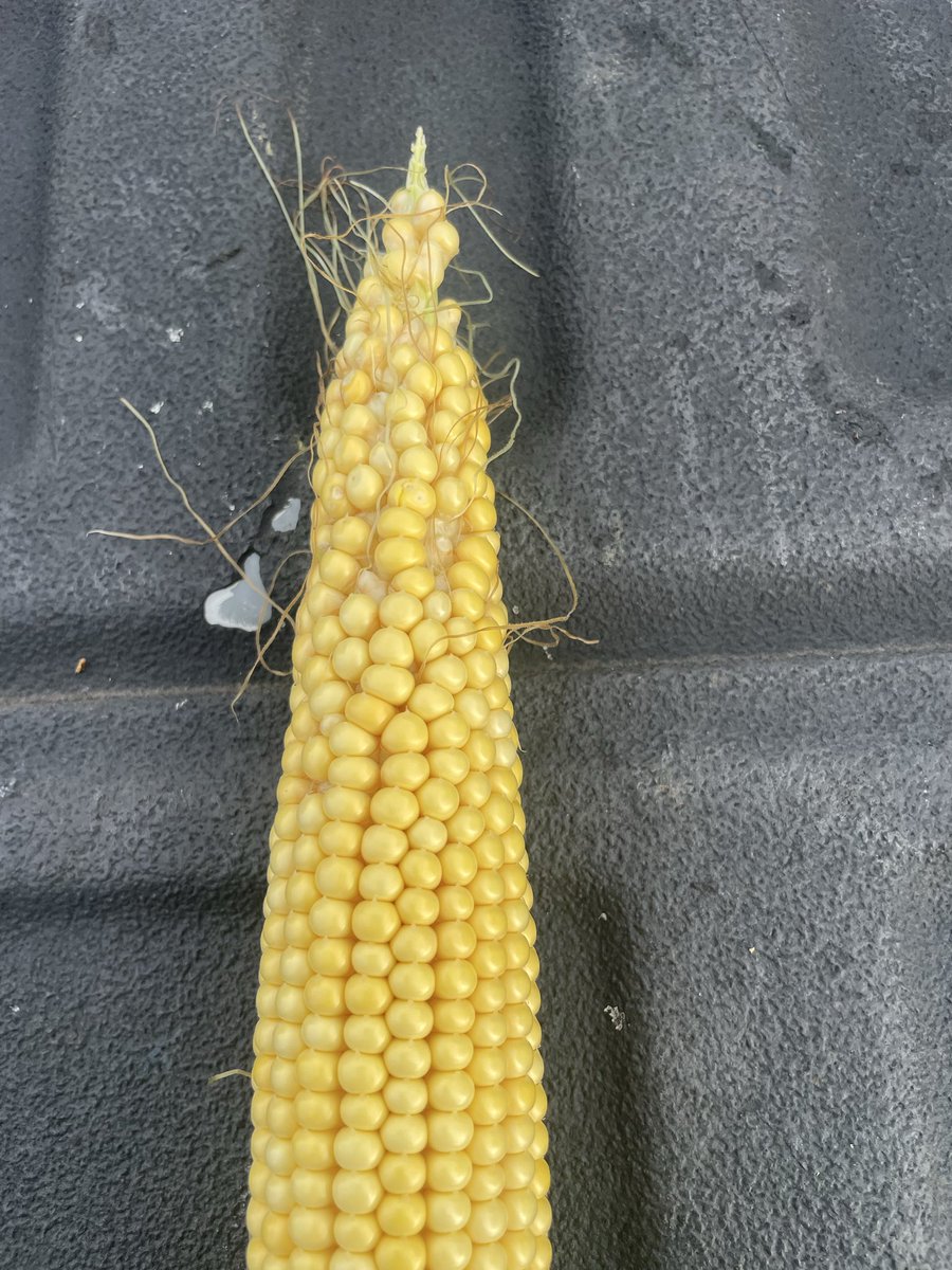 Bill Graff tweet media