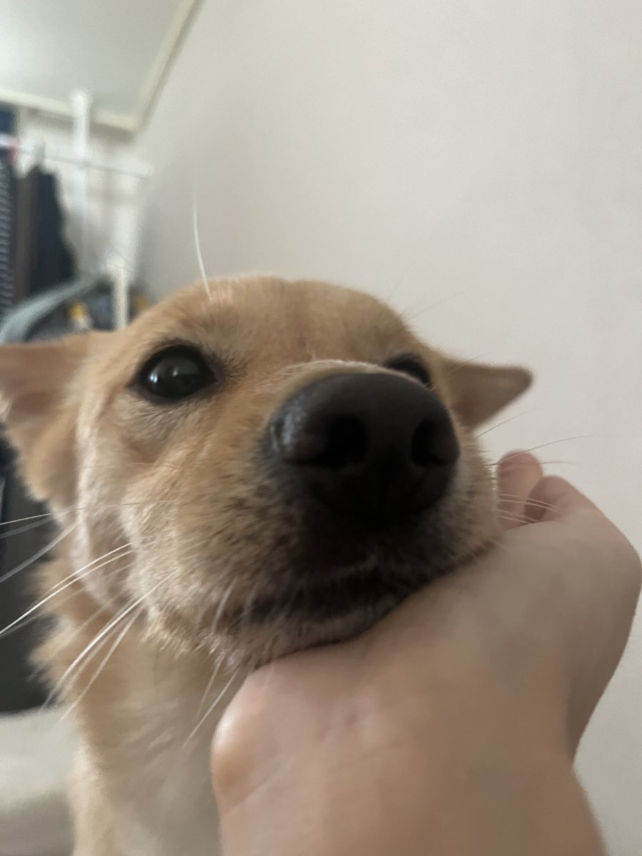 nyan92e's tweet image. 역대급 귀여운짤