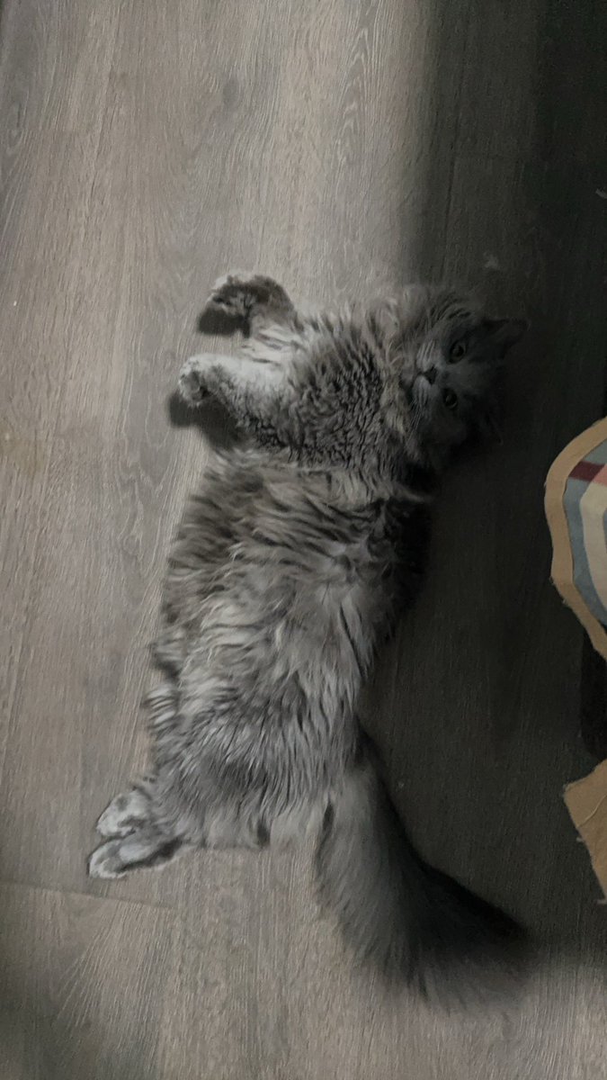 向条狗 | Sigma Hunter Σ (@tmdrpwt) on Twitter photo 