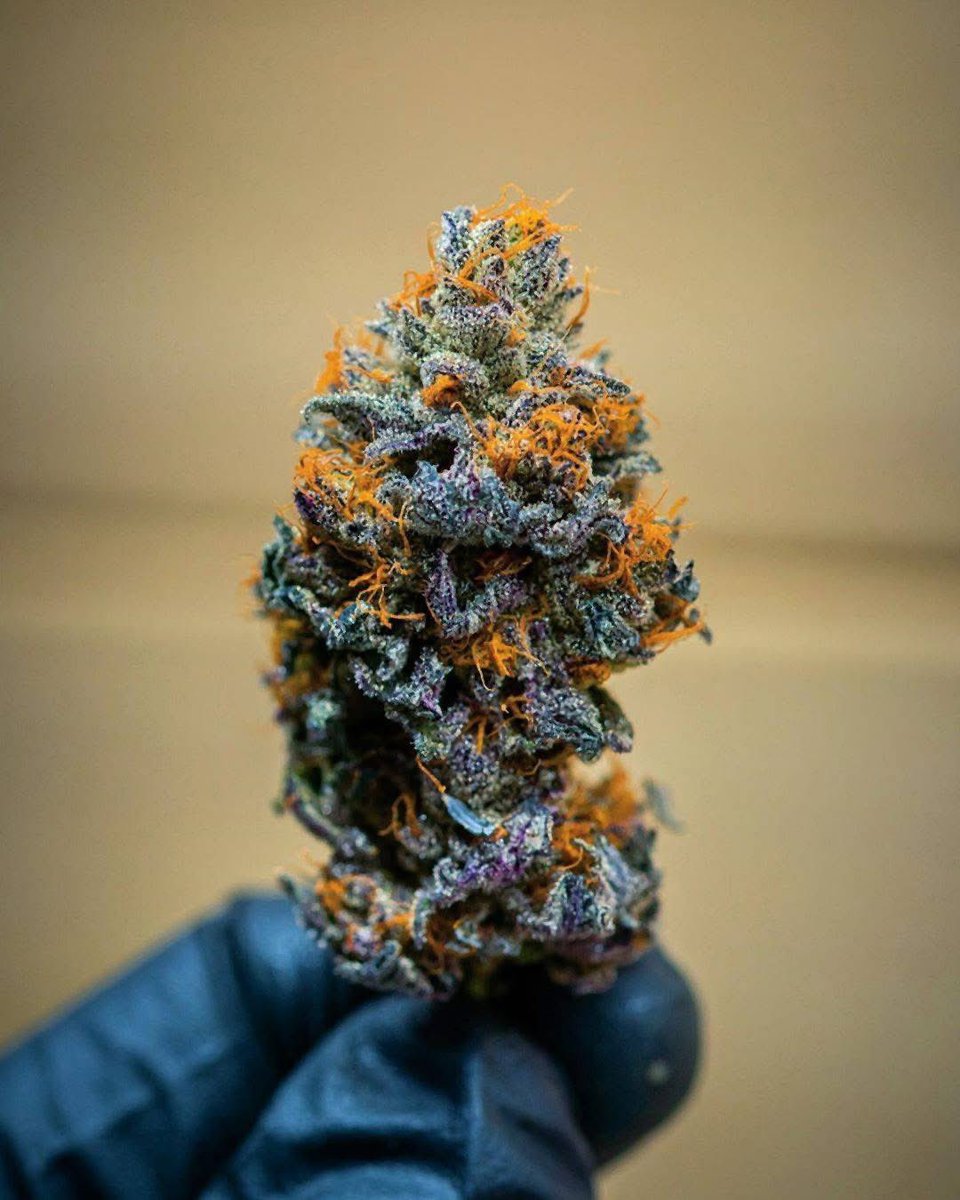 Oregon_bud's tweet photo. Cherry Cream Pie 🍒🍨🥧 https://t.co/qiQW2SCExu
