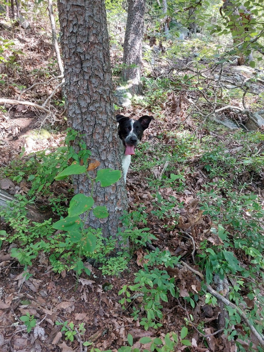 TPatbat's tweet image. Jolene says peek-a-boo