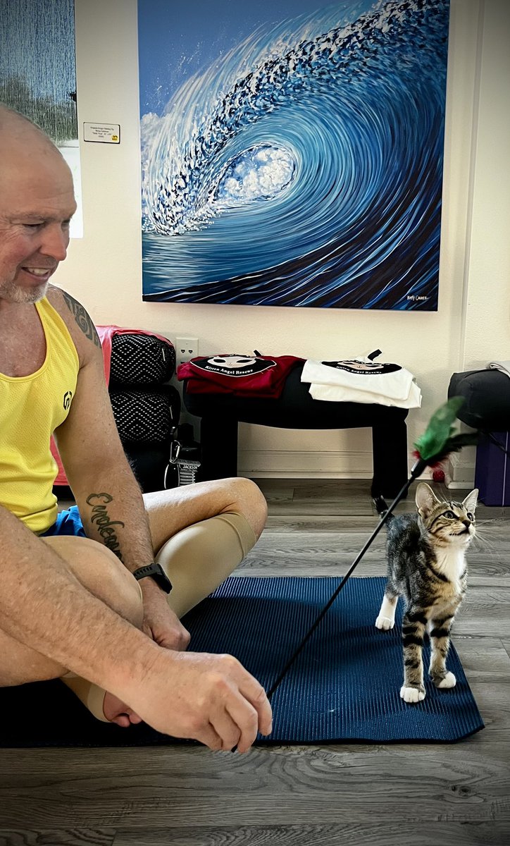 KipAuthor's tweet image. Kitten yoga earlier today 😻😮😊