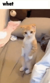 what is going on rn bro, what da fuh is going on