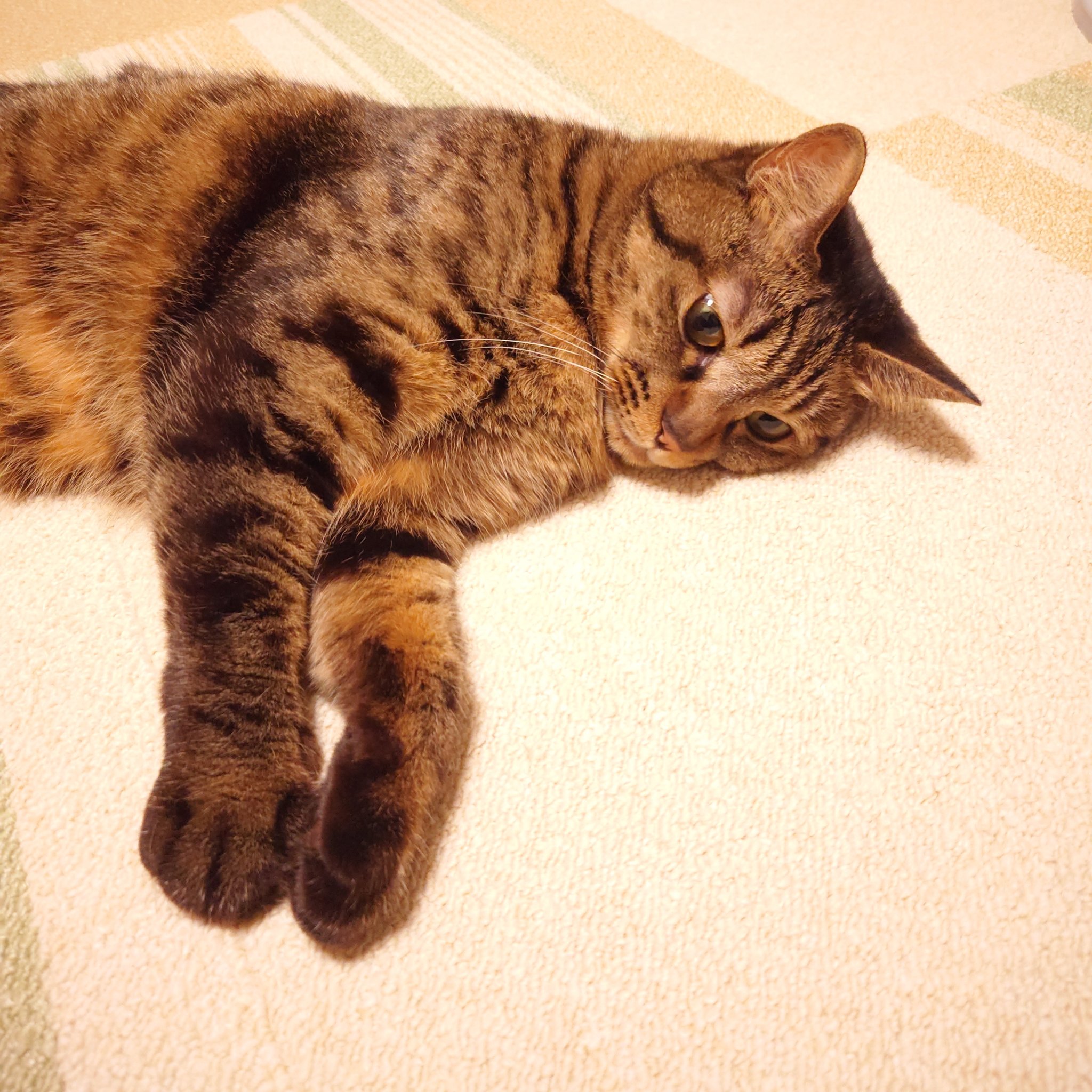 ねご⚡️：ねこ下僕見習い on X: 
