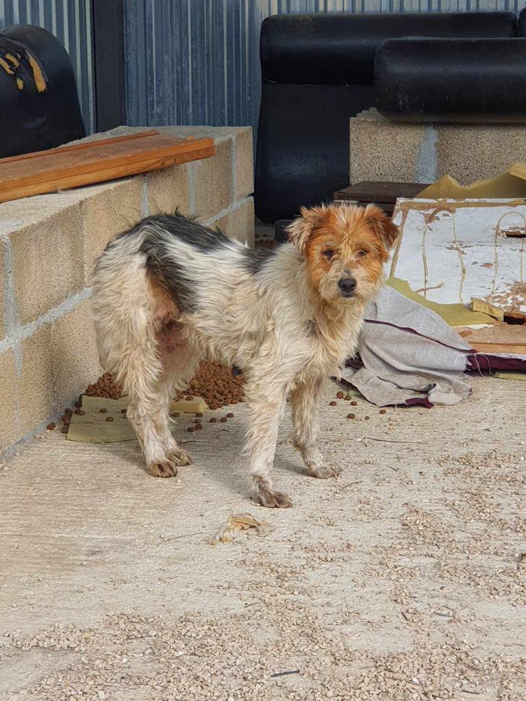 GillyMeeky's tweet image. Day2 Danjola’s monthly Montenegro food fundraiser. £251.96 raised ❤️ £848.04 to raise 🥵 please donate if you can. Danjola's pack of strays is spread over 30km and they are fed every day. So many dogs rely on our help to have full tummies 🙏🙏Tinyurl.com/DanjolaFood