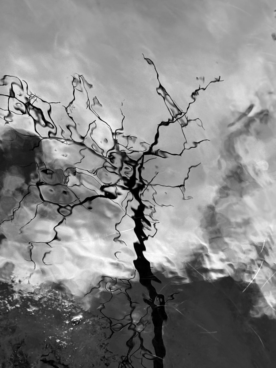 maninmauritius's tweet photo. It’s just a tree overhead, reflected in the crystal clear water at Black River Gorges, but to some, it’s Fine Art https://t.co/tNkNNIU5qU