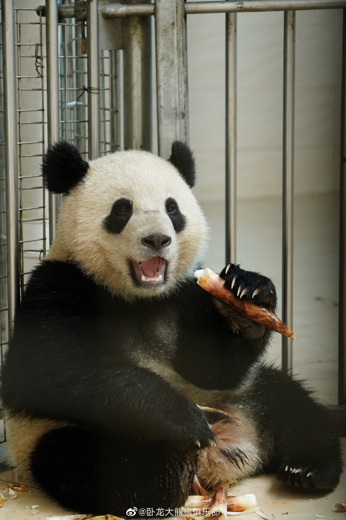 likingpanda's tweet image. And who’s this cutie munching on bamboo shoots? That’s right, it’s Bao Li at Shenshuping indoors (2023) 🤗

#BaoLi #大熊猫宝力 #DCPandas 📷卧龙大熊猫俱乐部