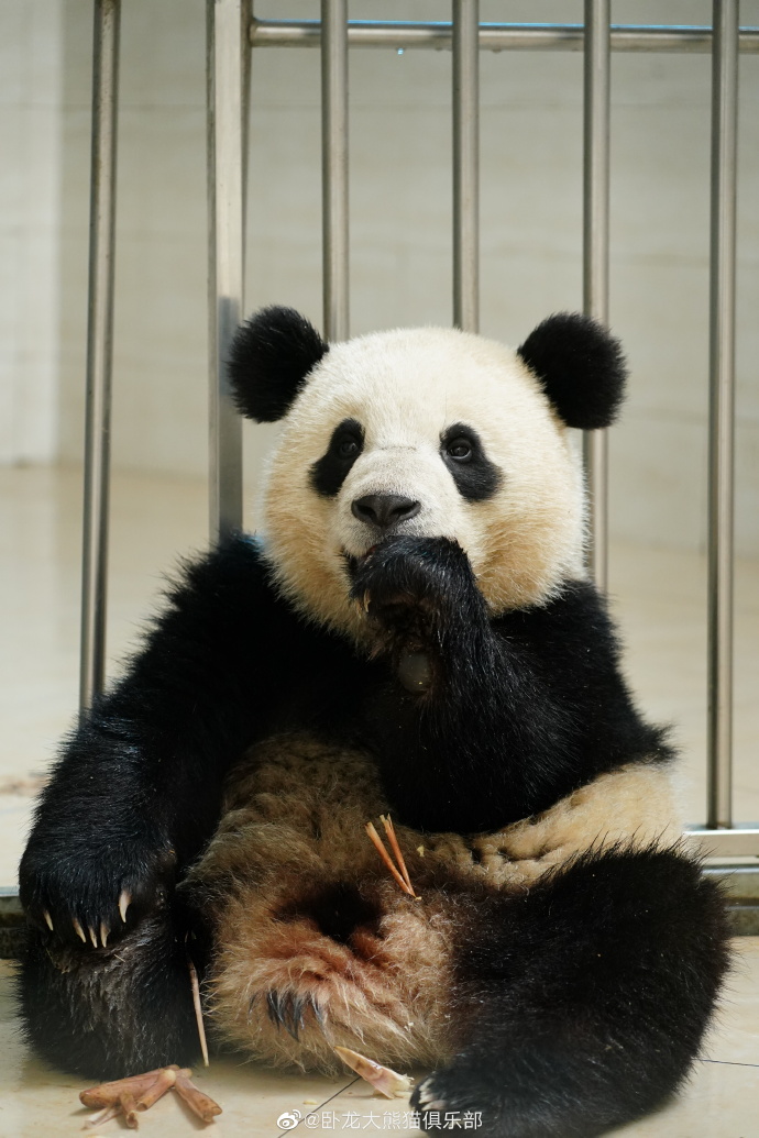 likingpanda's tweet image. And who’s this cutie munching on bamboo shoots? That’s right, it’s Bao Li at Shenshuping indoors (2023) 🤗

#BaoLi #大熊猫宝力 #DCPandas 📷卧龙大熊猫俱乐部