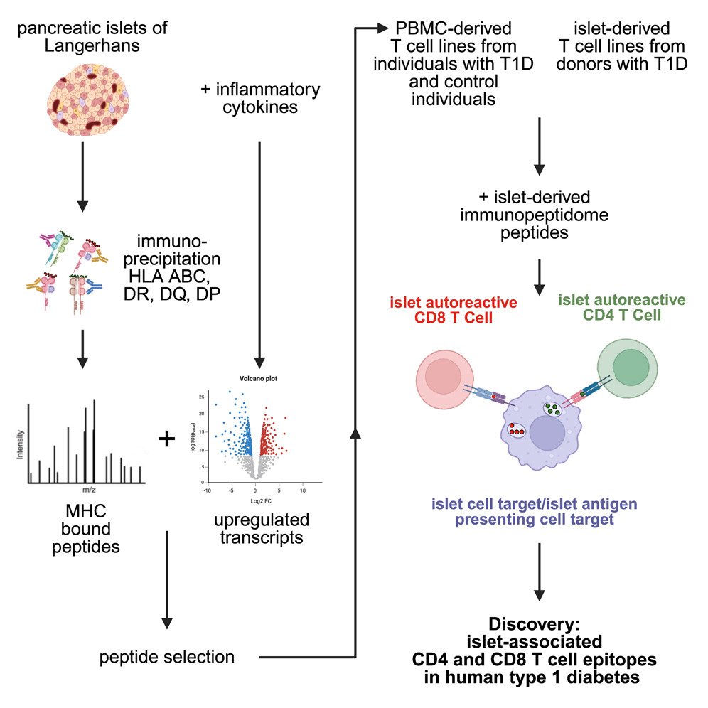 Dr. Fawaz Alzaid (@drfalzaid) on Twitter photo Latest curated papers👇🏽
📷Antigen presentation landscape of cytokine-stressed human pancreatic #islets
📰Early methionine availability attenuates #Tcell exhaustion
🧠#Spatial map of #microglial diversity beyond proteopathy
🔗biomed.news/bims-nimamd/20…
🙏🏽Thx <a href="/Bims_BiomedNews/">Bims: Biomed News</a> Latest curated papers👇🏽
📷Antigen presentation landscape of cytokine-stressed human pancreatic #islets
📰Early methionine availability attenuates #Tcell exhaustion
🧠#Spatial map of #microglial diversity beyond proteopathy
🔗biomed.news/bims-nimamd/20…
🙏🏽Thx <a href="/Bims_BiomedNews/">Bims: Biomed News</a>