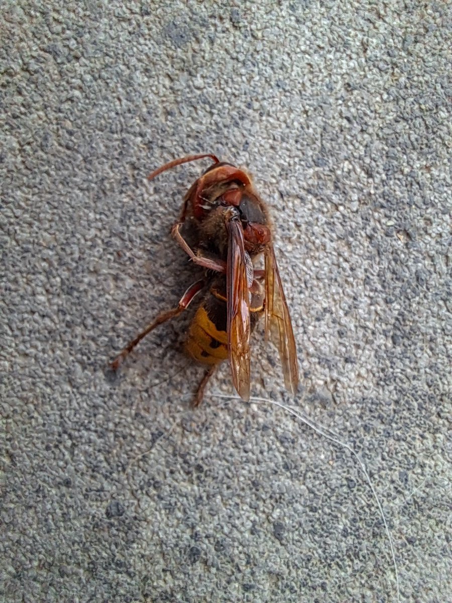 Tak tentokrat jsem musela naseho stenika obrance zachranovat ja. 🤷‍♀️❤️ Tenhle boj ho bojovat nenecham...🙈