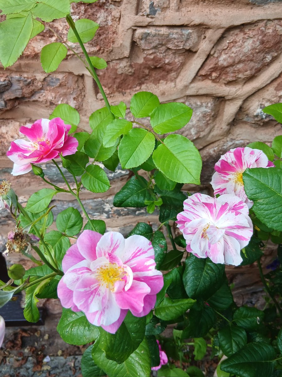 Good morning, beautiful friends 😊👋☀️ .. Happiness for me is the reflowering of my favourite rose, which I only planted in late May🌹💕 .. I wish you all a wonderful Sunday however you spend it.. take care, keep safe, and, like me, enjoy the little things - they're the best 💖