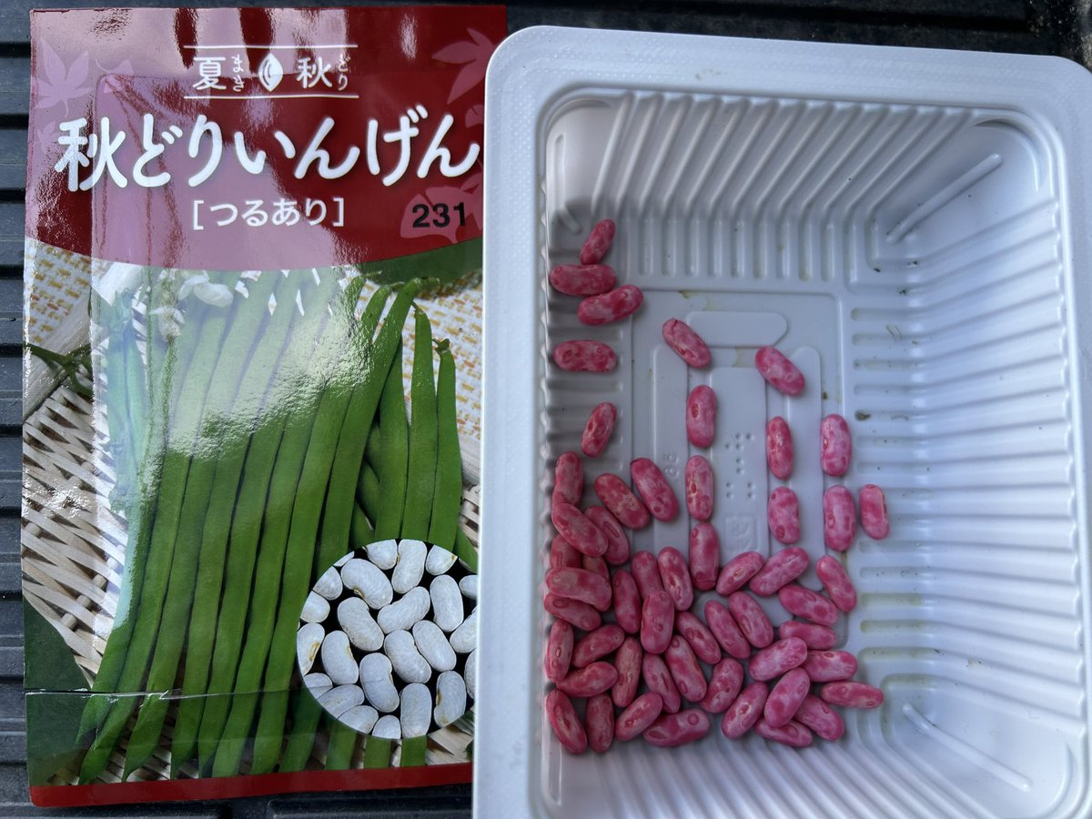 QE3PNkX7IEZPrBh's tweet image. 家庭菜園👨🌾7月27日☀️その③
秋どりいんげん「つるあり」
秋どりさやえんどう「秋姫」
ポット種蒔き完了✅
猛暑続きで水枯れが心配ですが…種蒔きしました😅