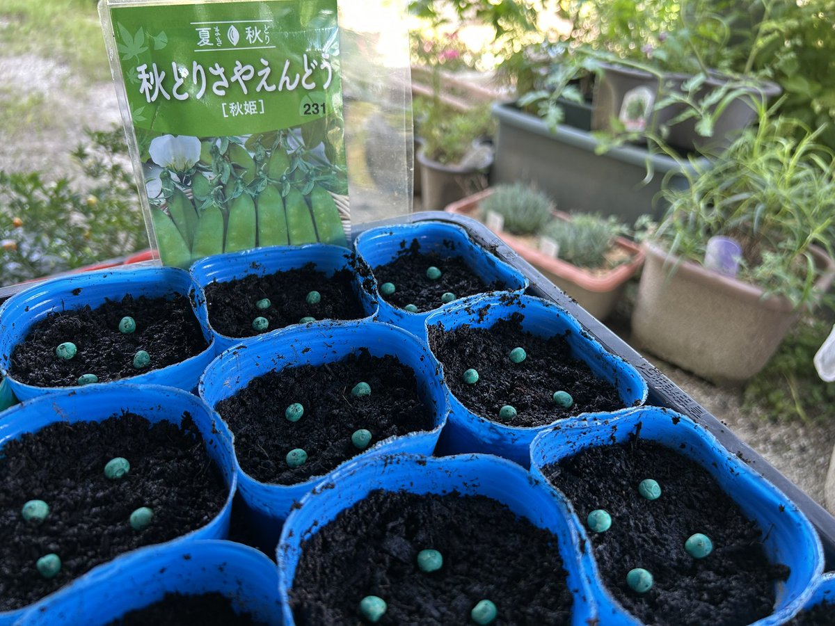 QE3PNkX7IEZPrBh's tweet image. 家庭菜園👨🌾7月27日☀️その③
秋どりいんげん「つるあり」
秋どりさやえんどう「秋姫」
ポット種蒔き完了✅
猛暑続きで水枯れが心配ですが…種蒔きしました😅