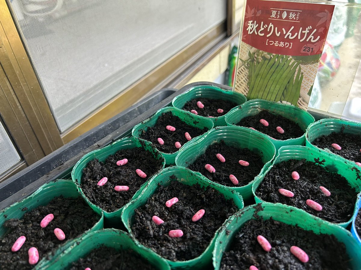 QE3PNkX7IEZPrBh's tweet image. 家庭菜園👨🌾7月27日☀️その③
秋どりいんげん「つるあり」
秋どりさやえんどう「秋姫」
ポット種蒔き完了✅
猛暑続きで水枯れが心配ですが…種蒔きしました😅
